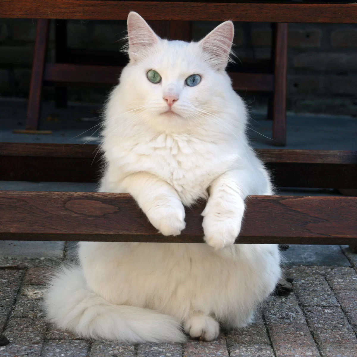 poseren.webp