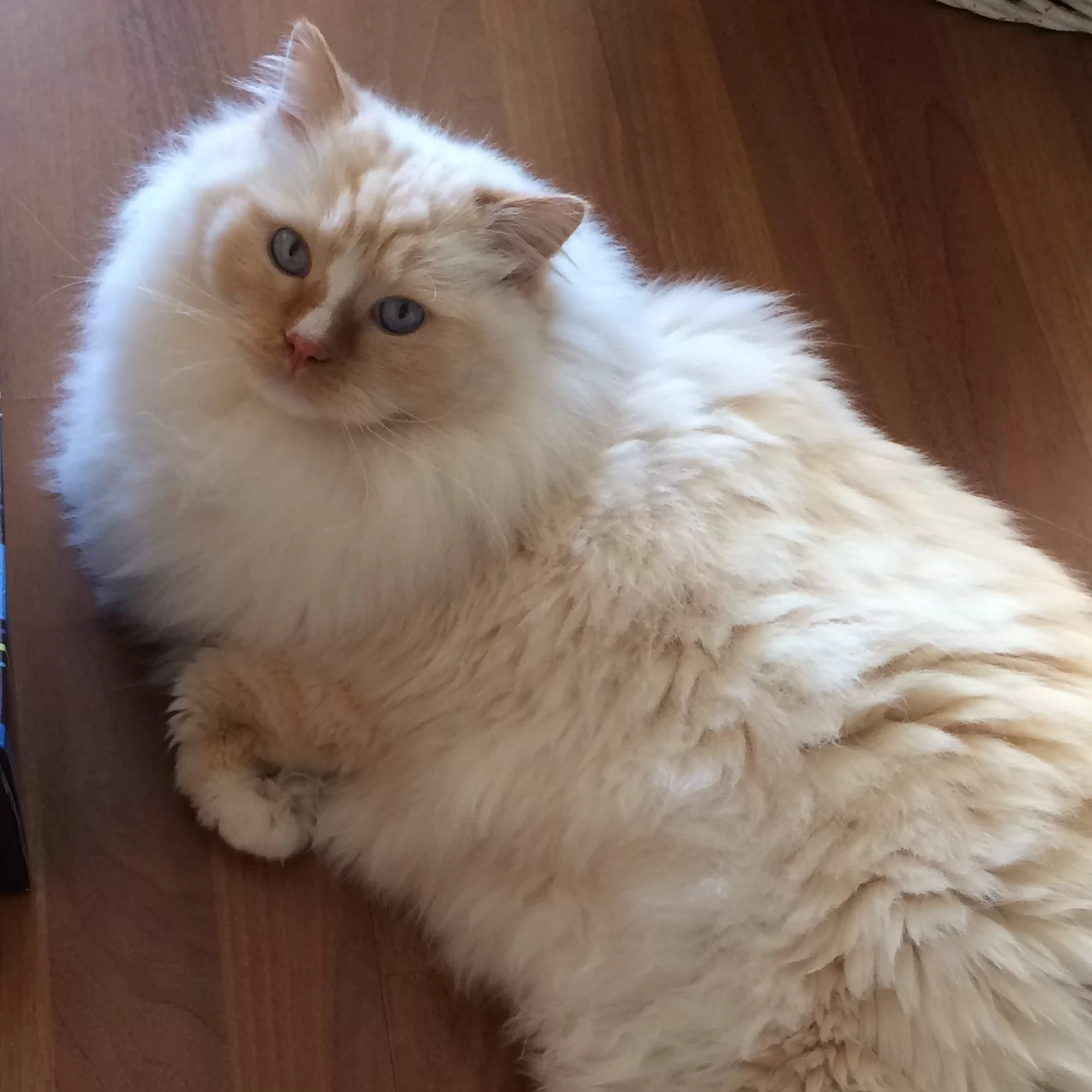 Mika21.webp