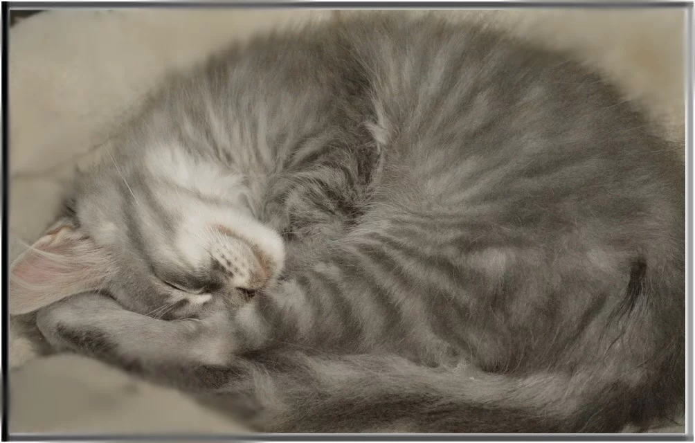 (0) 12 weken.webp