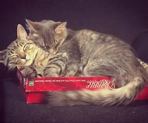 2_Cats_In_A_Box_s.webp