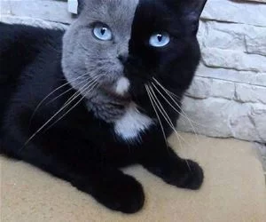 2_Faced_Cat_s.webp