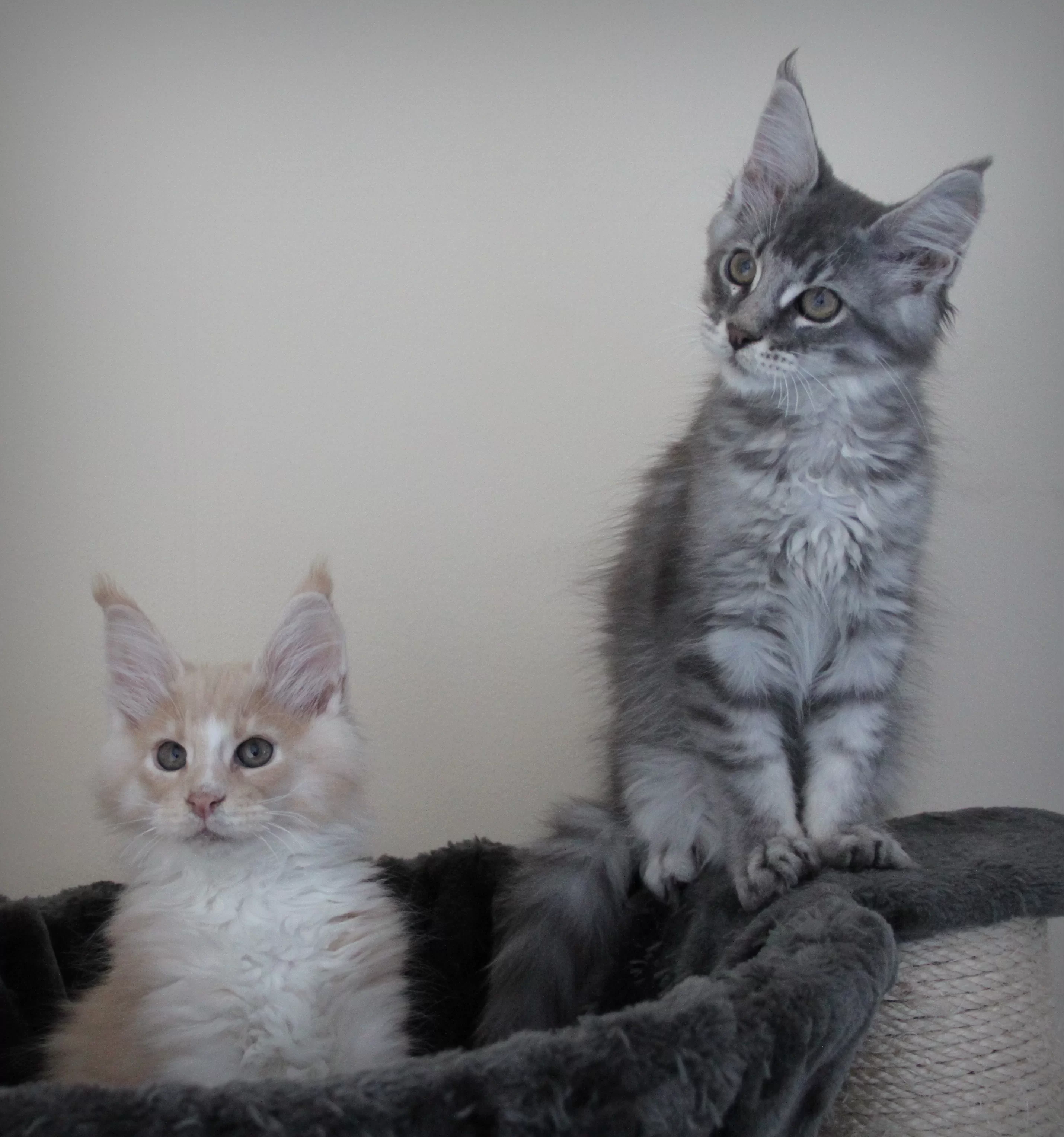 39.webp