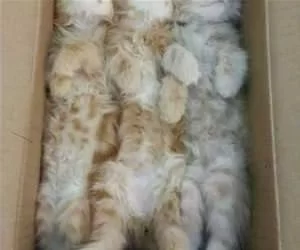 3_Cats_Napping_s.webp