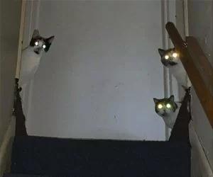 3_Cats_Watching3262_s.webp