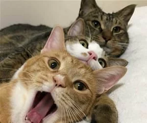 3_Of_Us_s.webp