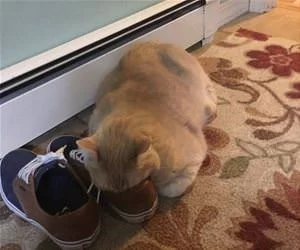 A_Big_Sniff_s.webp