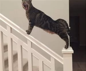 A_Big_Yawn4270_s.webp