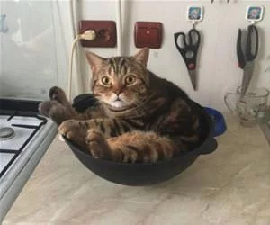 A_Bowl_s.webp