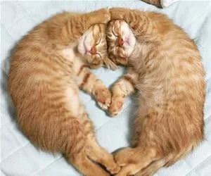 A_Cat_Heart_s.webp