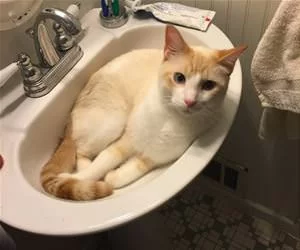A_Cat_In_A_Sink_s.webp