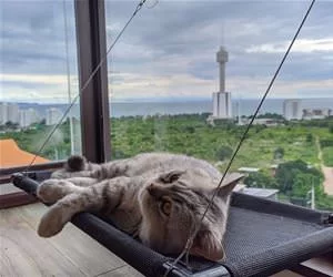 A_Cat_Nap_s.webp