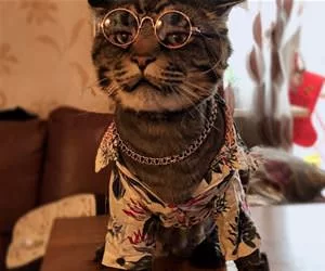 A_Cool_Looking_Cat_s.webp