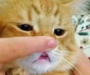 A_Durrr_s.webp