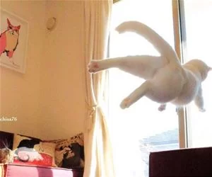 A_Flying_Cat_s.webp