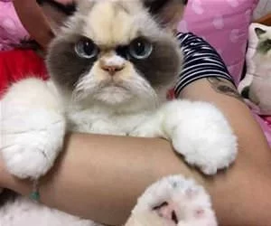 A_Fuzzy_Kitty_s.webp