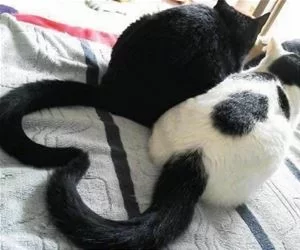 A_Heart_s.webp