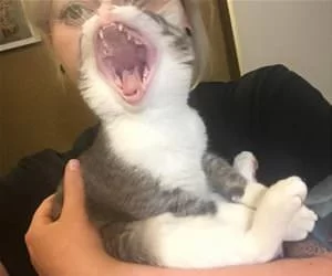 A_Huge_Yawn_s.webp