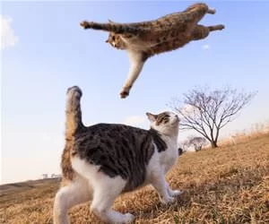 A_Jump_Attack_s.webp