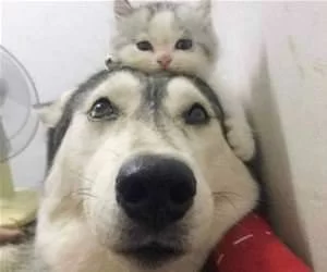 A_Little_Hat_Cat_s.webp