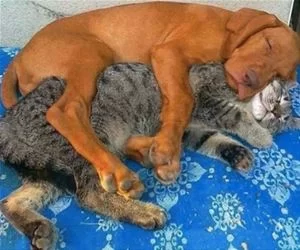 A_Little_Hug_s.webp