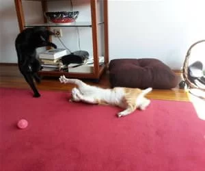 A_Ninja_Fight_s.webp