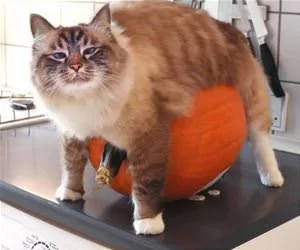 A_Pumpkin_s.webp