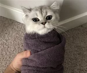 A_Purrrito_s.webp