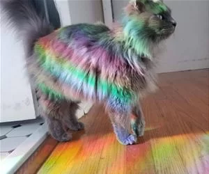A_Rainbow_Cat_s.webp
