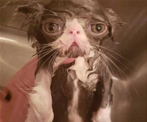 A_Rough_Bath_s.webp