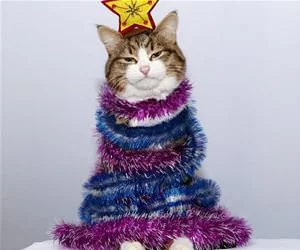 A_Sad_Christmas_Tree_s.webp