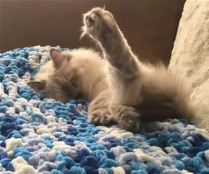 A_Slow_Lazy_Day_s.webp