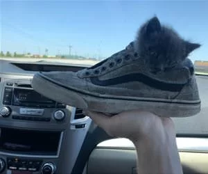 A_Sneaker_Of_Kitten_s.webp