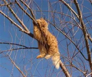 A_Tree_Cat_s.webp