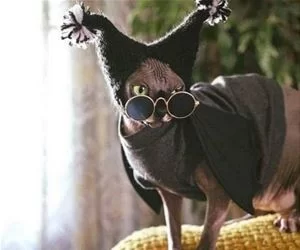 A_Wizard_Now_s.webp