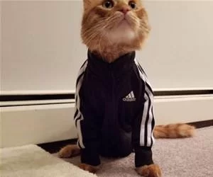 Adidas_Cat3048_s.webp
