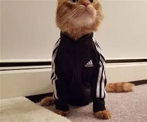 Adidas_Cat_s.webp