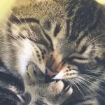 adorable-animal-cat-170356copy-150x150.webp