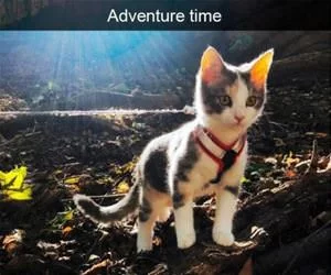 Adventure_Time_s.webp