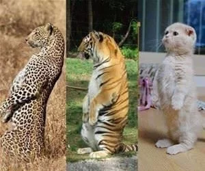 All_Cats_Are_The_Same_s.webp