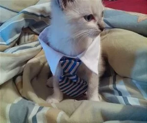 All_Dressed_Up2833_s.webp