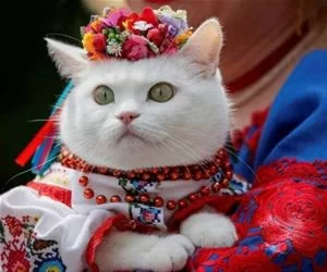 All_Dressed_Up7287_s.webp