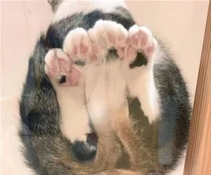 All_My_Paws_s.webp