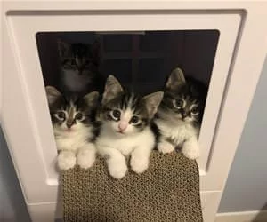 All_Of_Us_Kittens_s.webp