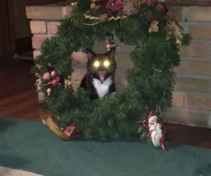 Almost_Christmas_Time_s.webp
