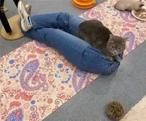 Always_A_Lap_To_Sit_In_s.webp