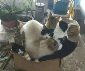An_Entire_Box_Full_s.webp