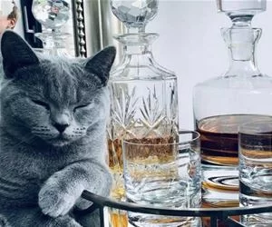 Another_Drink_Please_s.webp