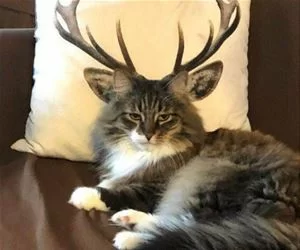 Antlers_s.webp