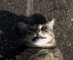 Arggghhh_s.webp