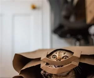 Argghhh3691_s.webp